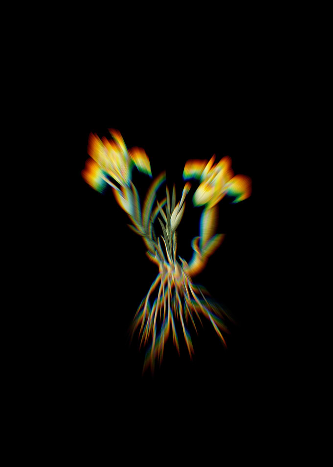 Prism Sand Iris