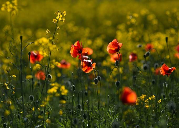Flowering poppy field