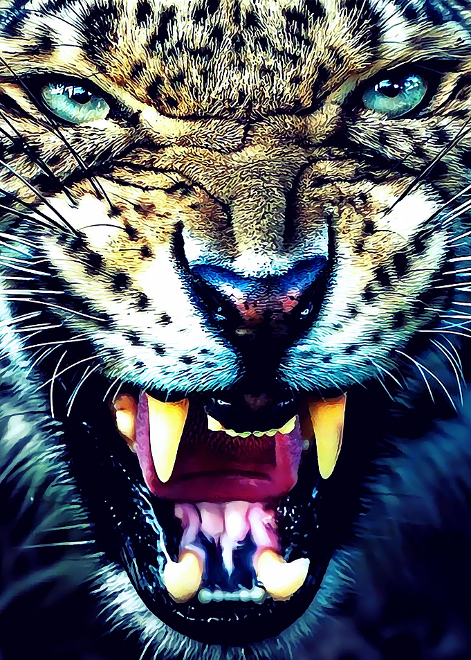 Animal 72