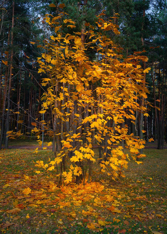 The Autumn Fire