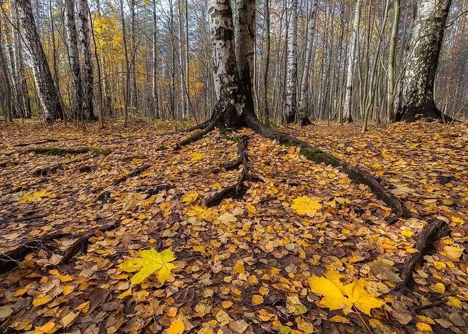Leaves On The Ground