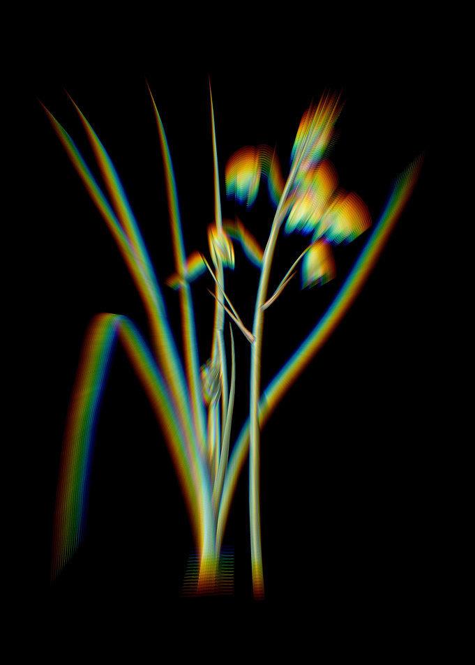 Prism Slime Lily