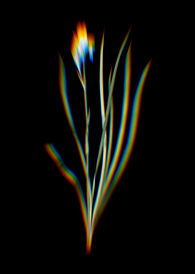 Prism Siberian Iris