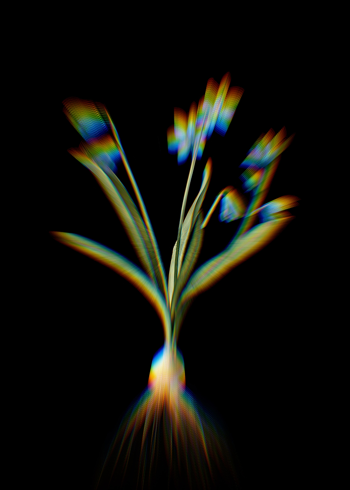 Prism Scilla Amoena