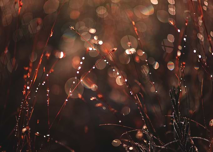 Dew drops on the grass