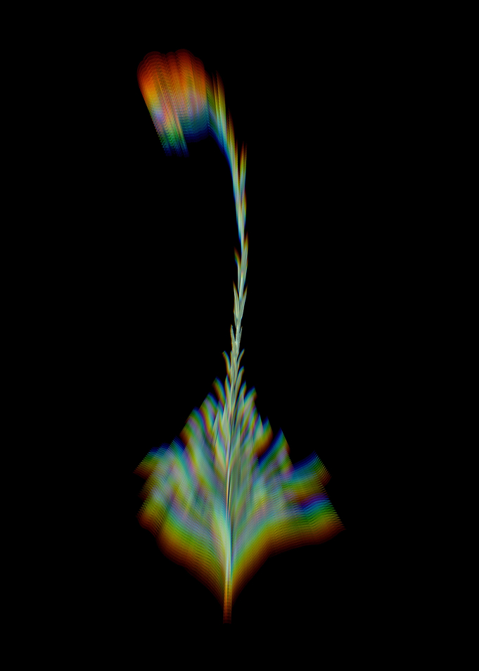 Prism Martagon Lily