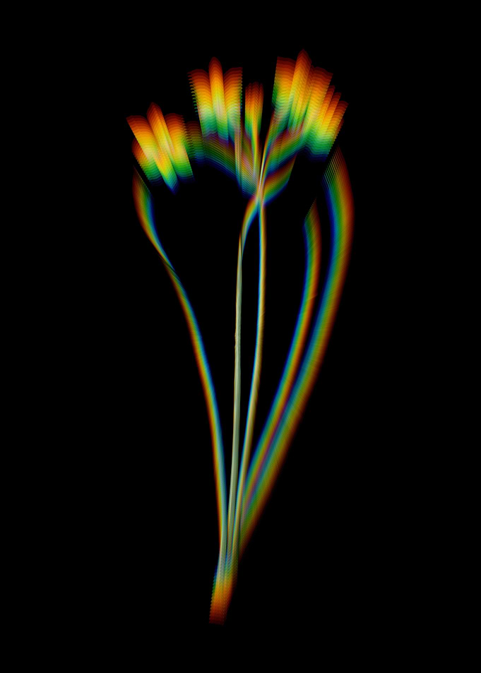 Prism Rush Daffodil