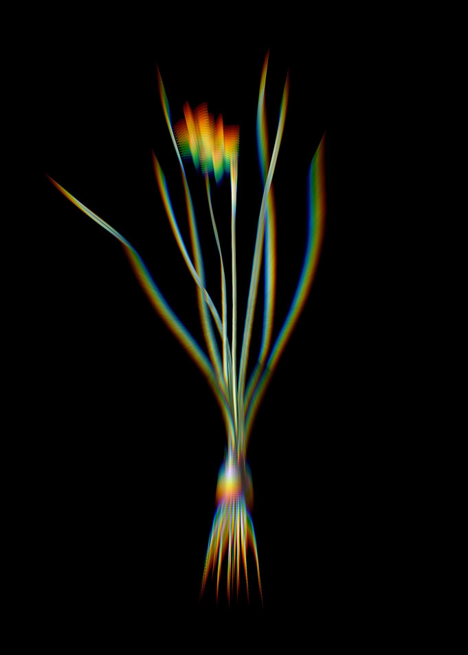 Prism Rush Leaf Jonquil