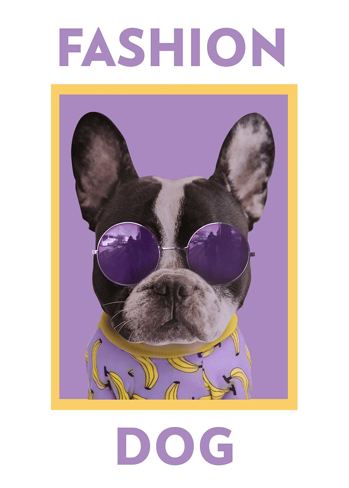 Funny Fashion Dog