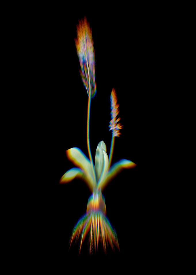 Prism Scilla Obtusifolia