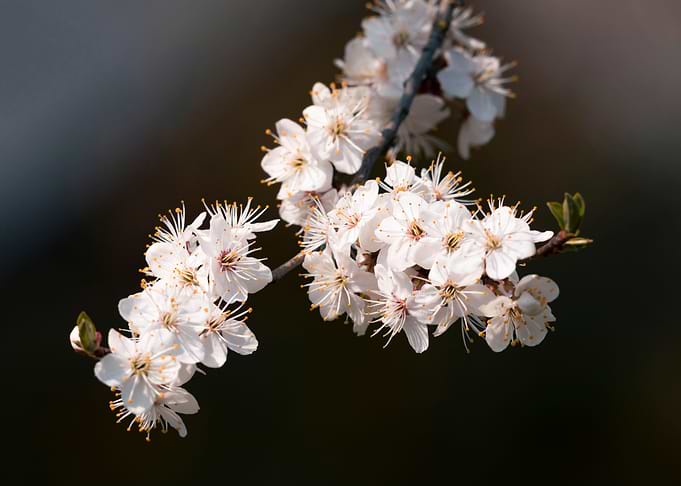 Blooming branch