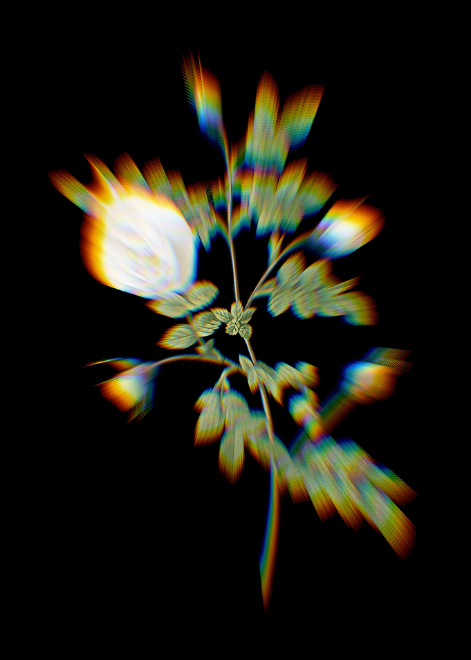 Prism Silver Hispid Rose