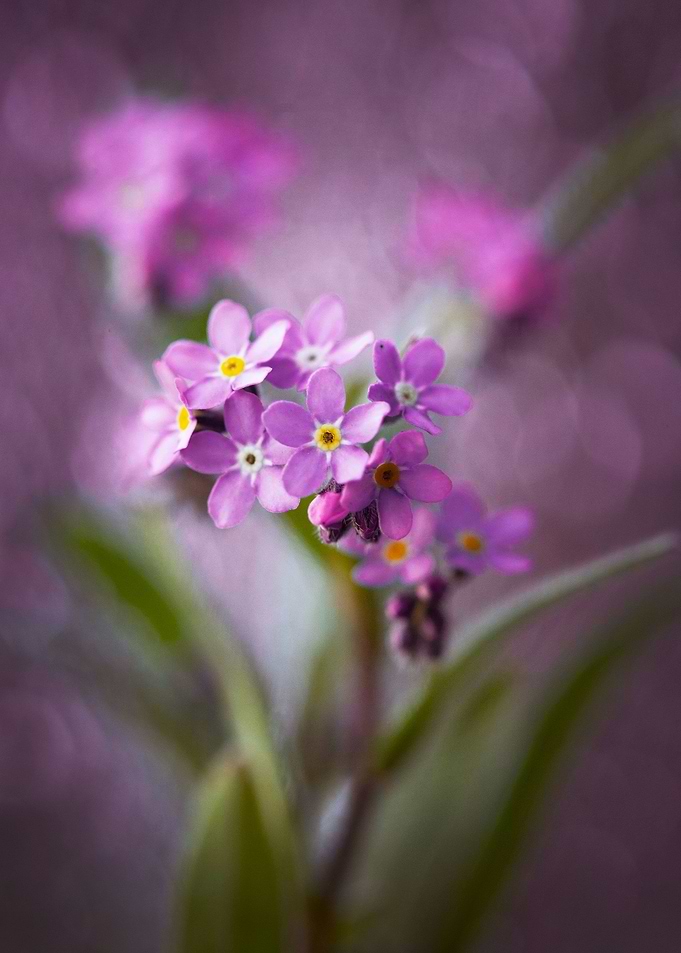 Floral impression