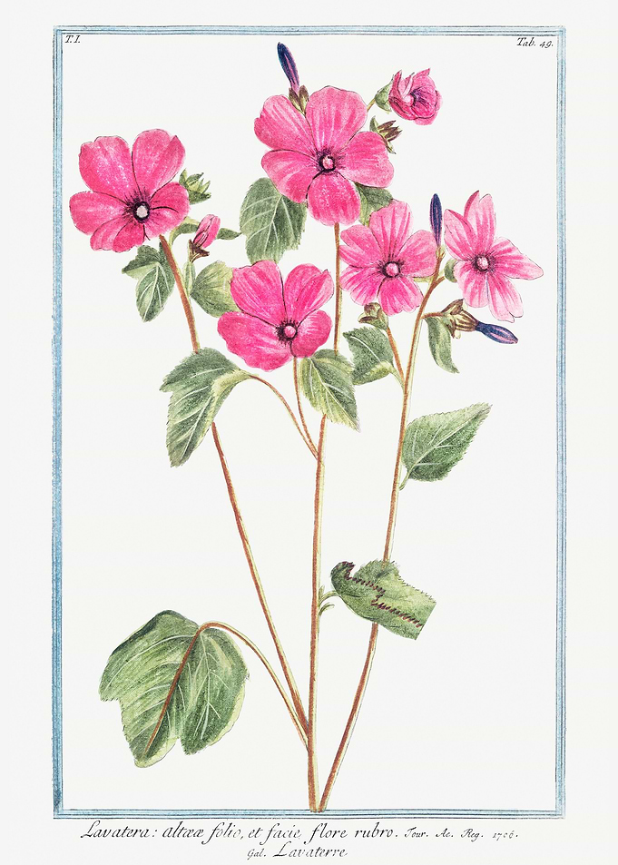 lavatera