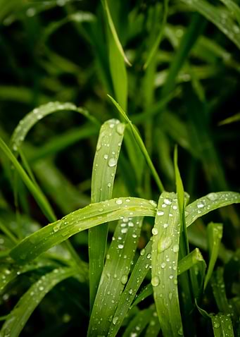 Refreshing Grass