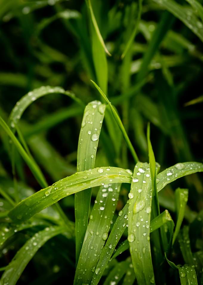 Refreshing Grass