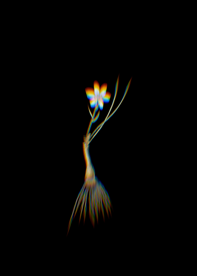 Prism Snowdon Lily