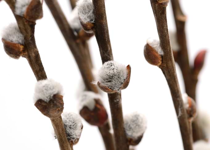 Catkin bud macro