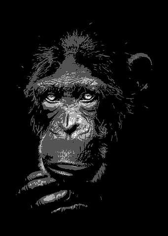 Gorilla V1 black and whit