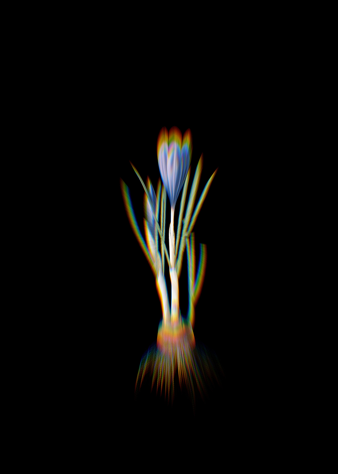 Prism Spring Crocus