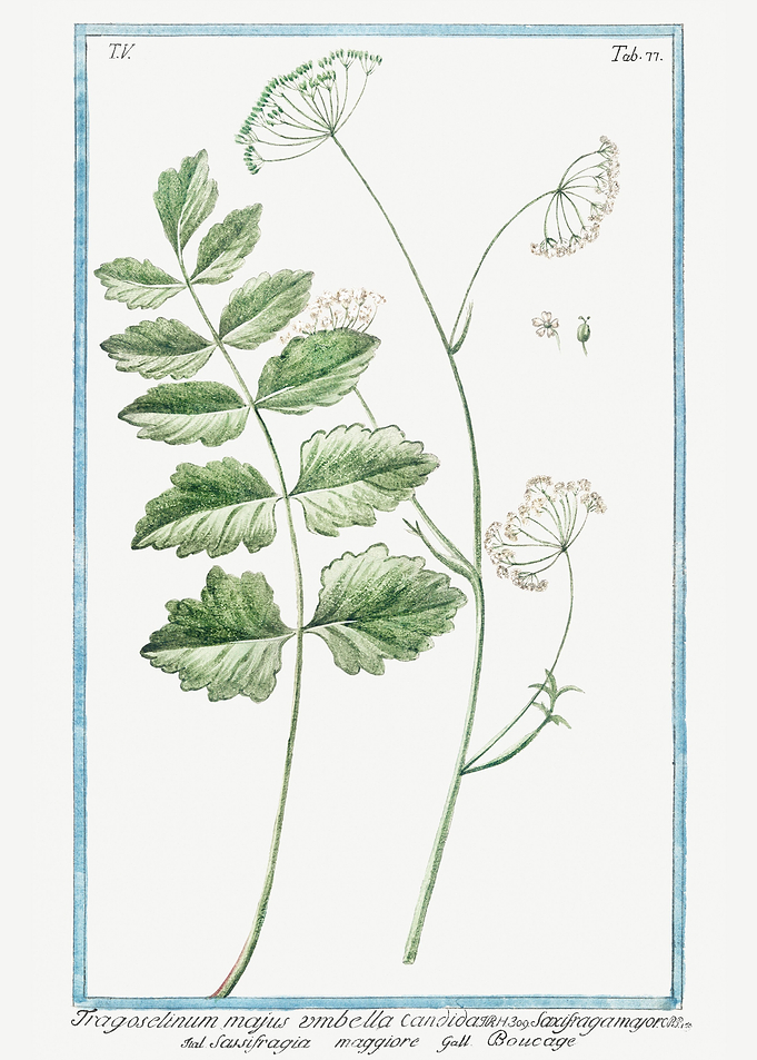 Tragoselinum majus