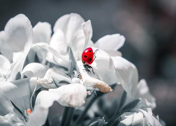 Miss Ladybug