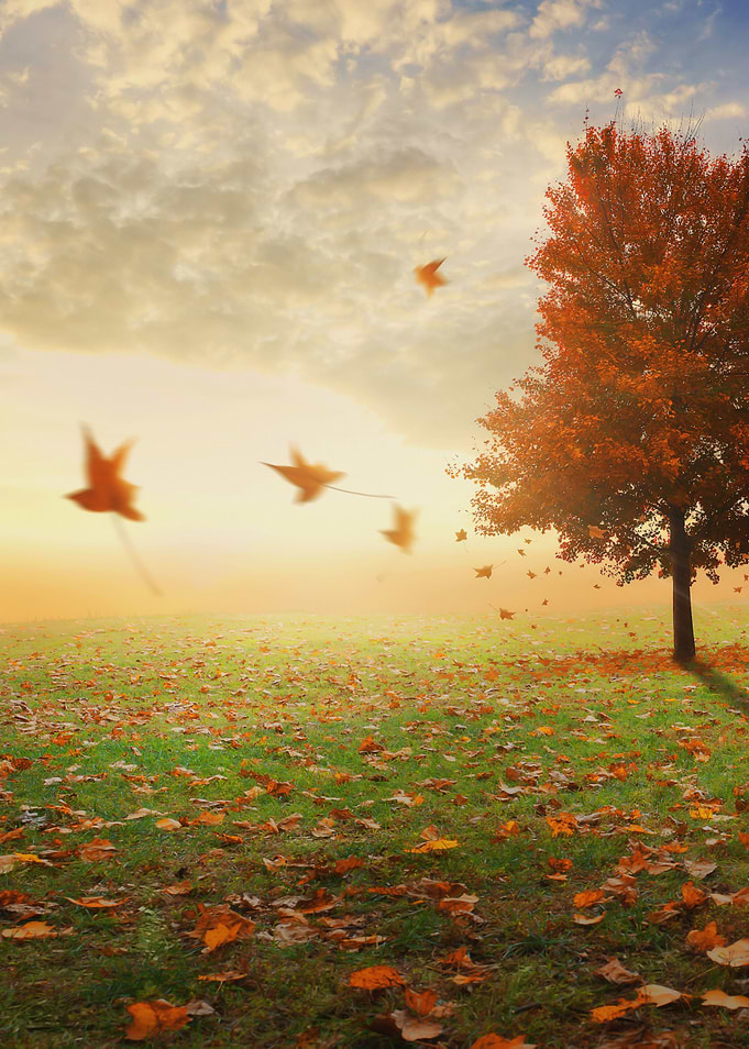 Leaves Red Fall Yellow Sky