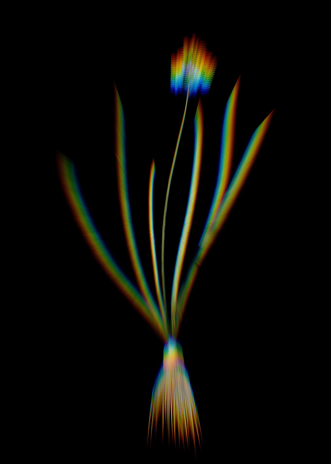 Prism Spring Squill