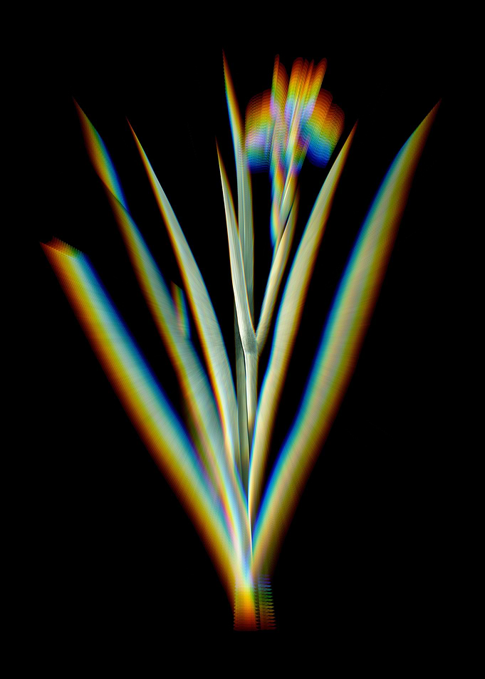 Prism Stinking Iris
