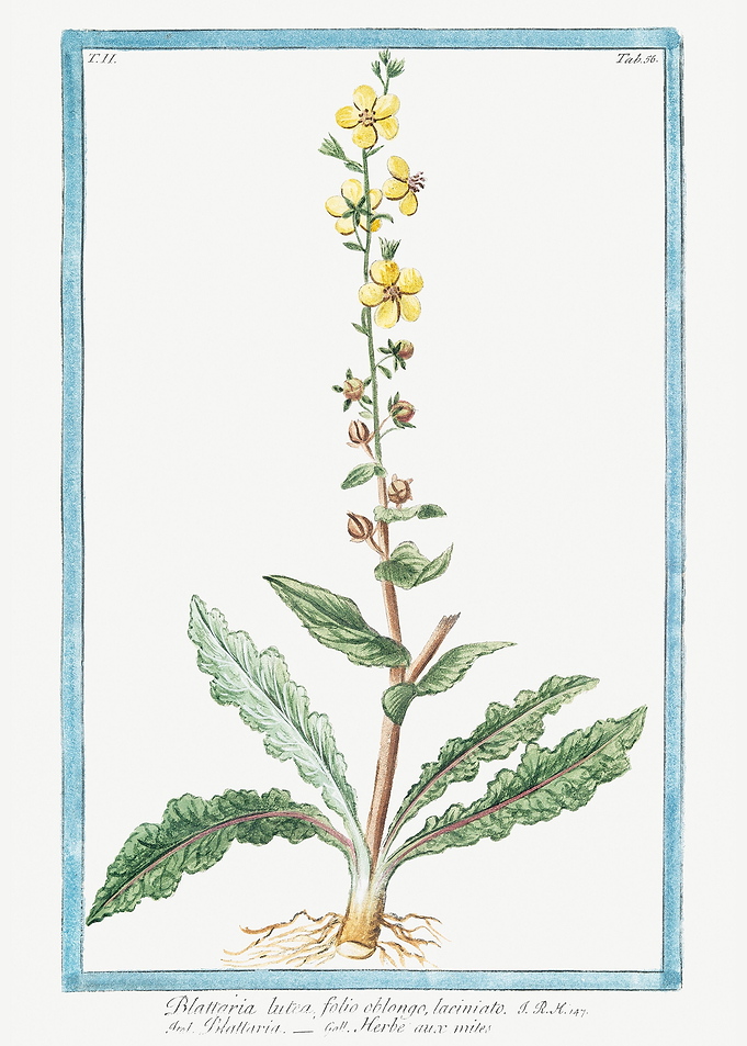 Blattaria lutea