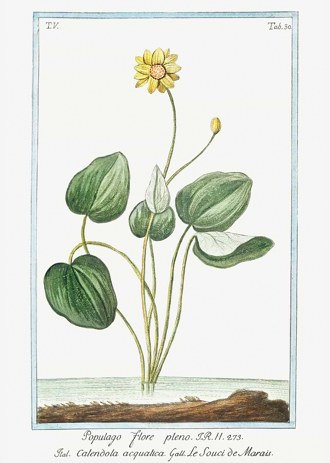Ranunculus populago