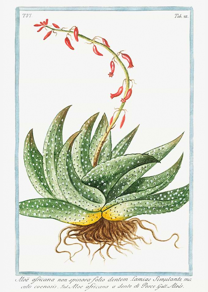 Aloe africana