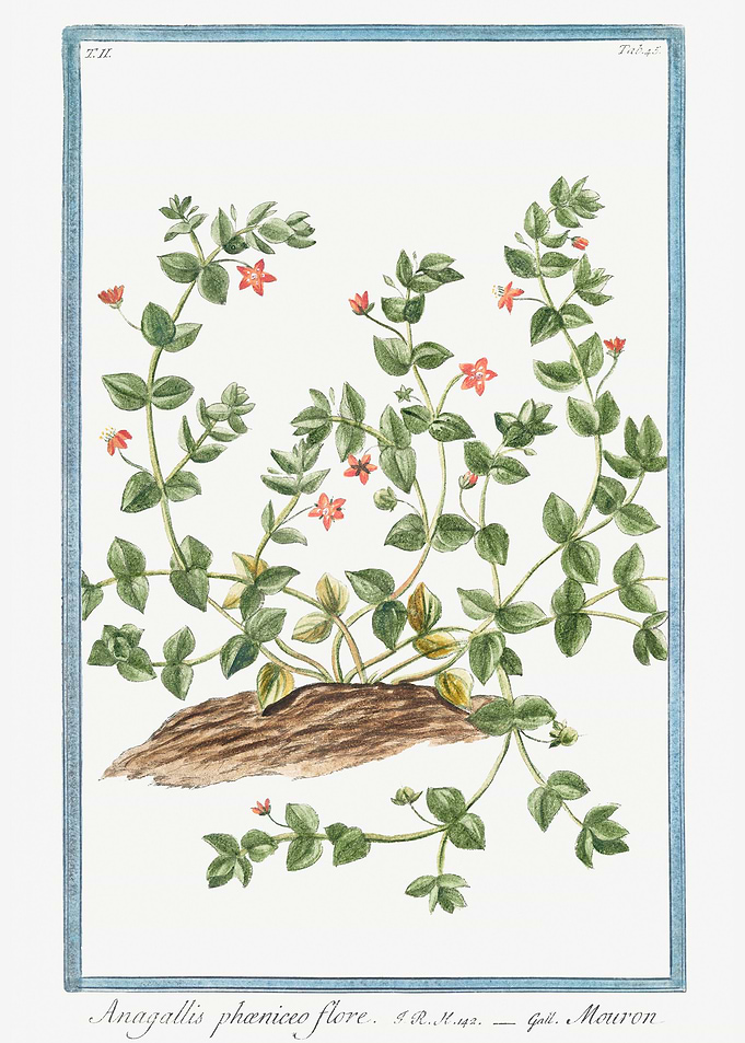 Anagallis arvensis phoenic