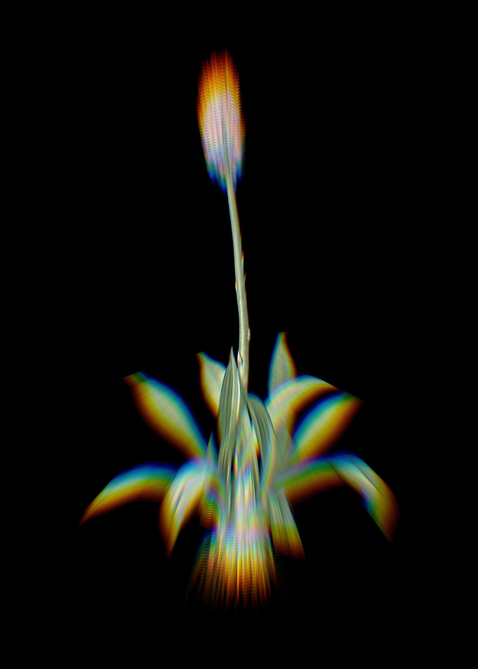 Prism Swamp Pink