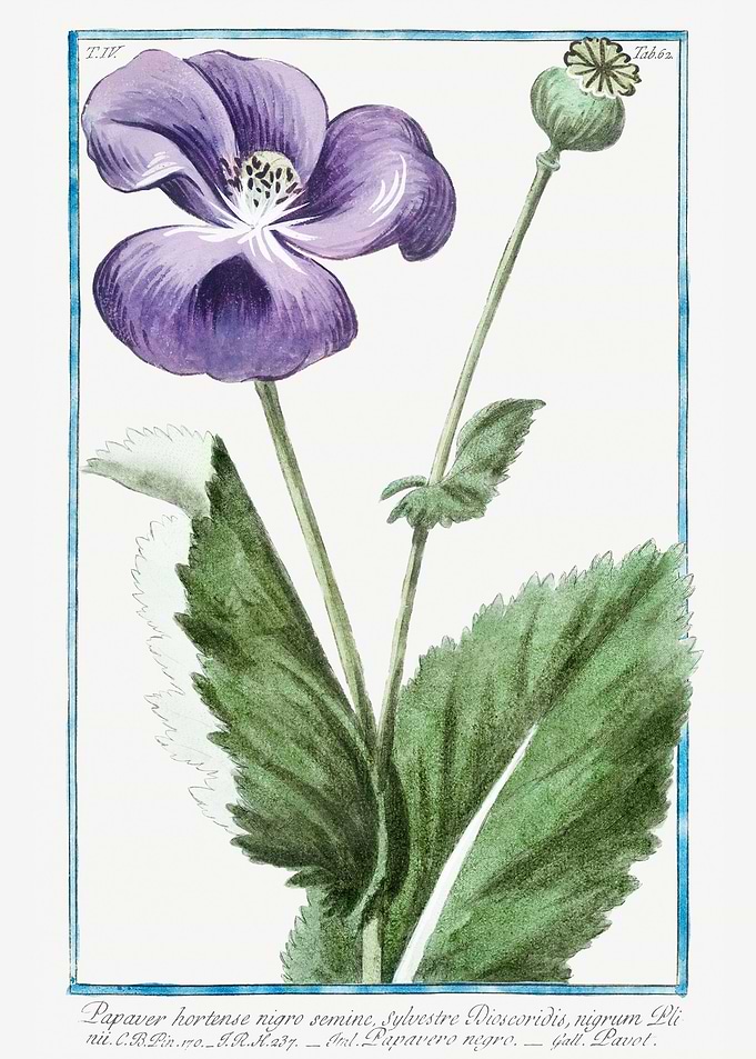 Papaver hortense
