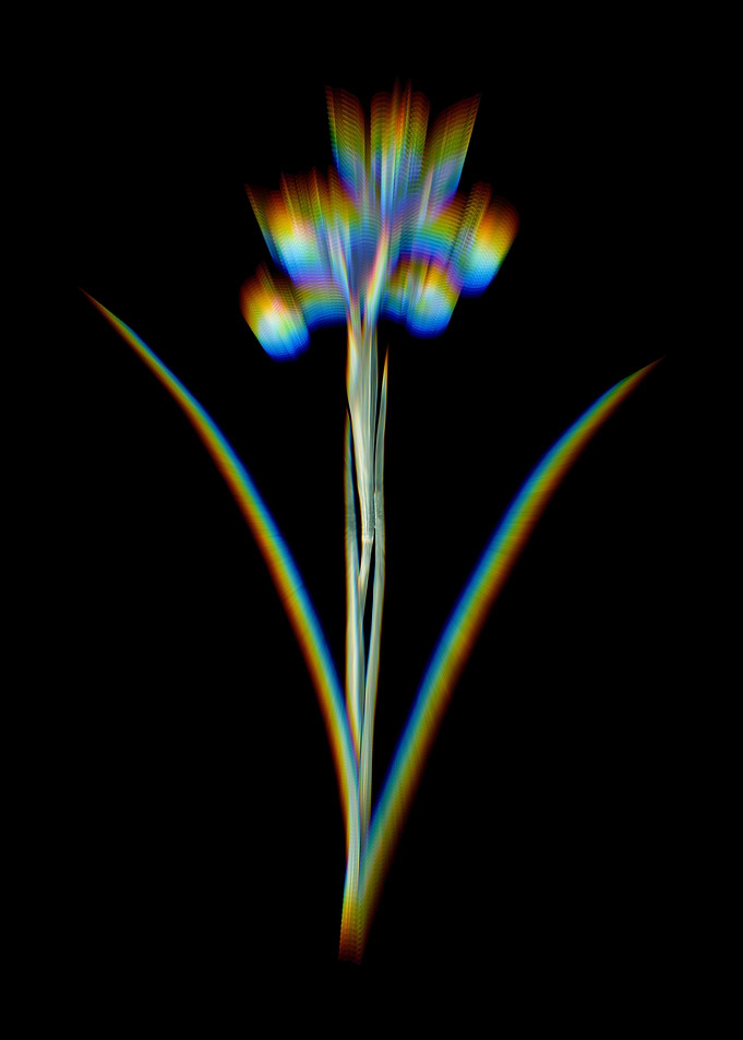Prism Spanish Iris
