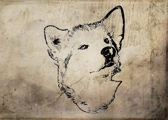 Alaskan Malamute