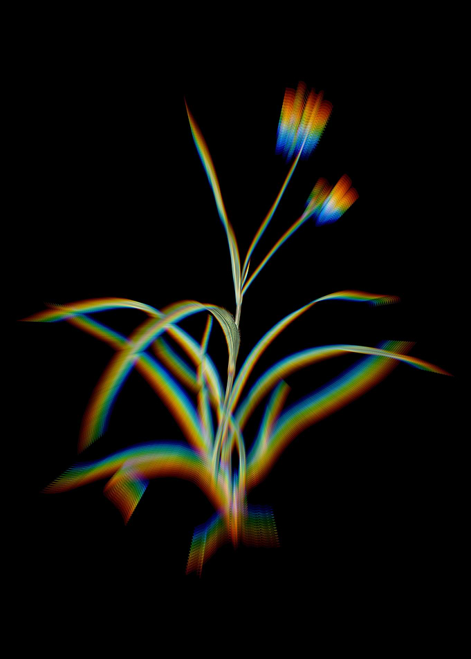 Prism Spiderwort