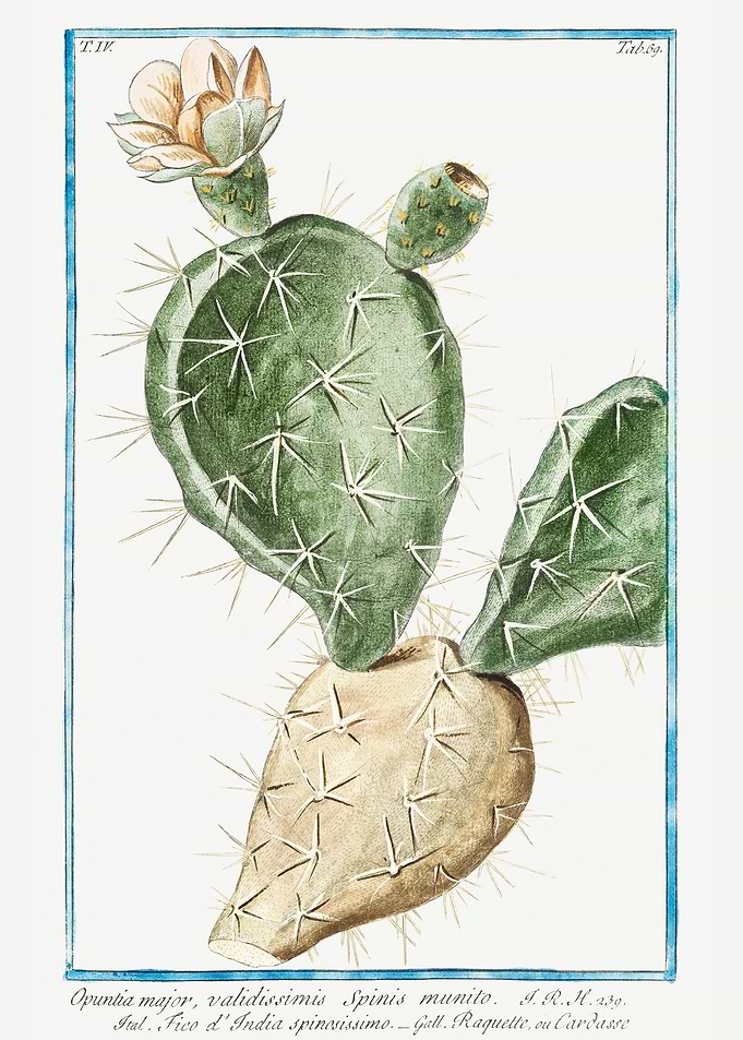 Opuntia major