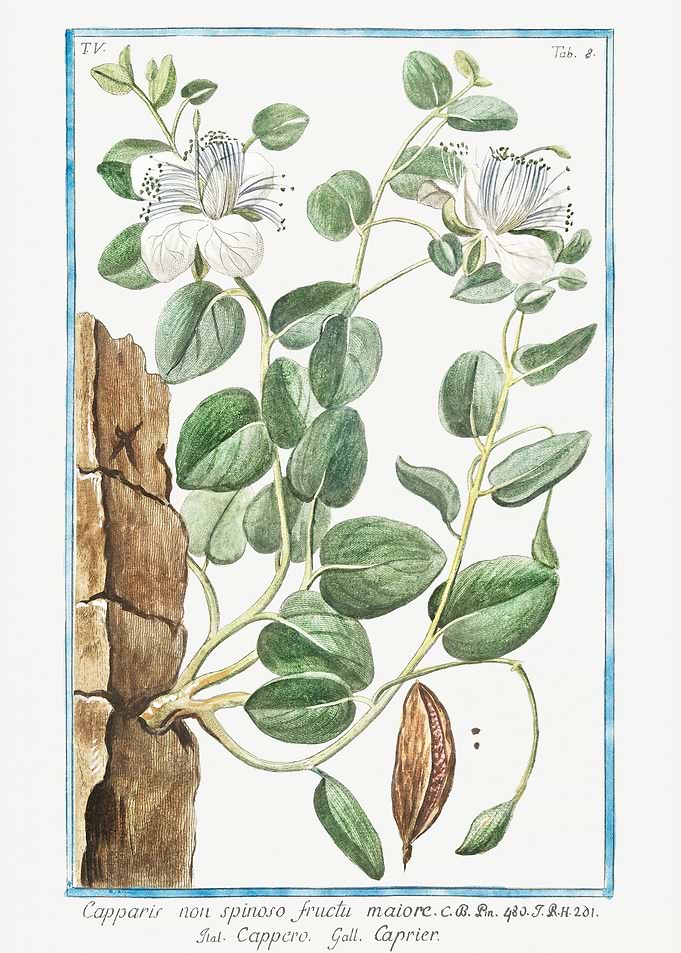 Capparis