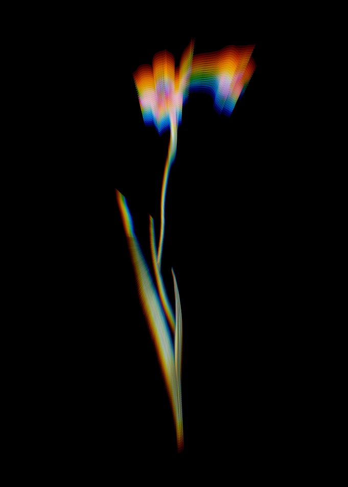 Prism Sword Lily