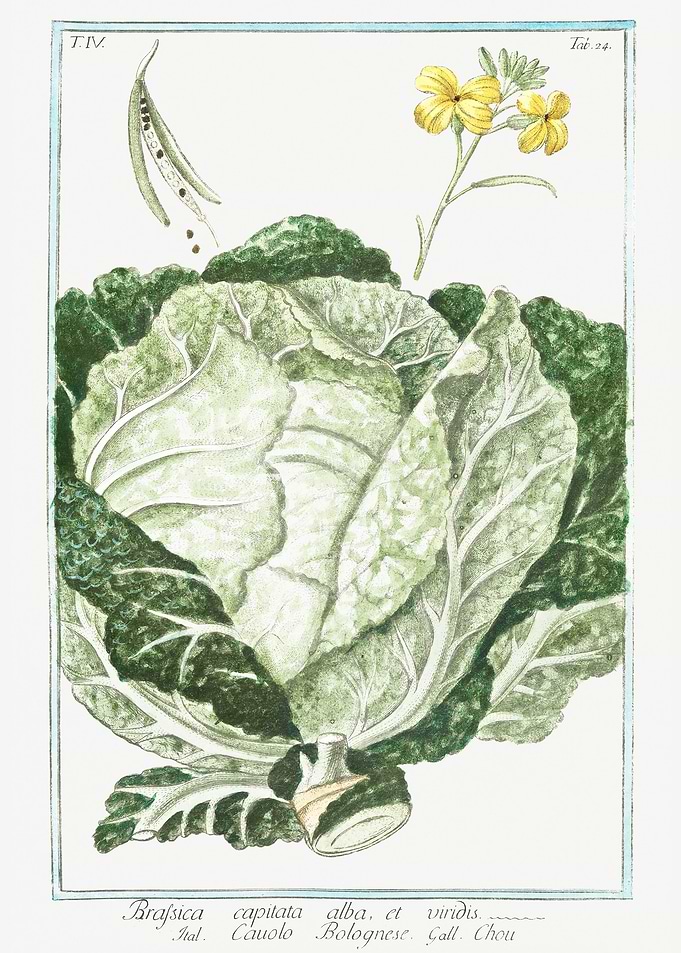 Brassica Oleracea capitata