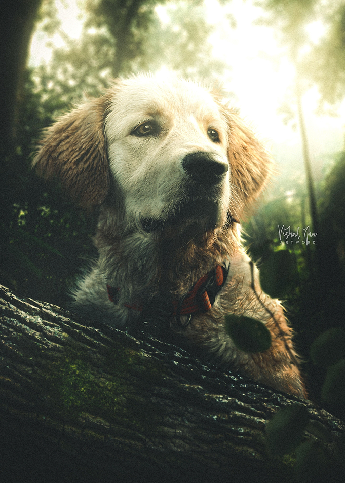 The lost dog