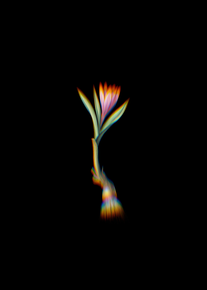 Prism Meadow Saffron