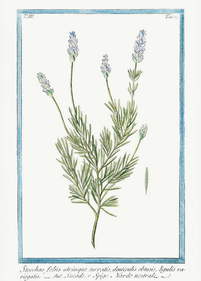 Lavandula