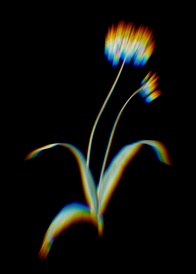 Prism Spring Garlic