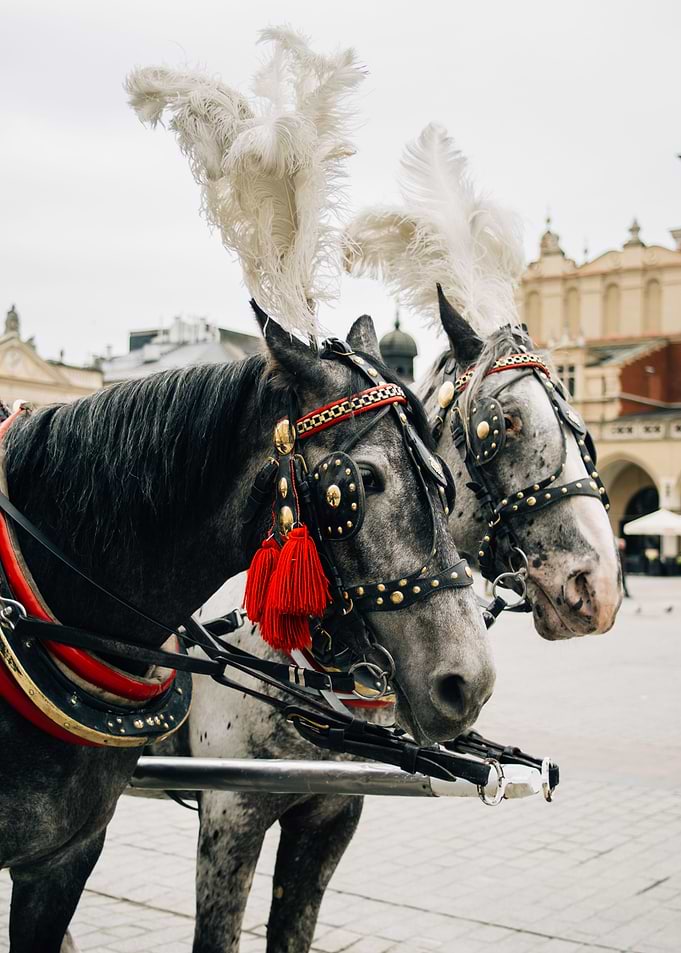 Carriage Horses