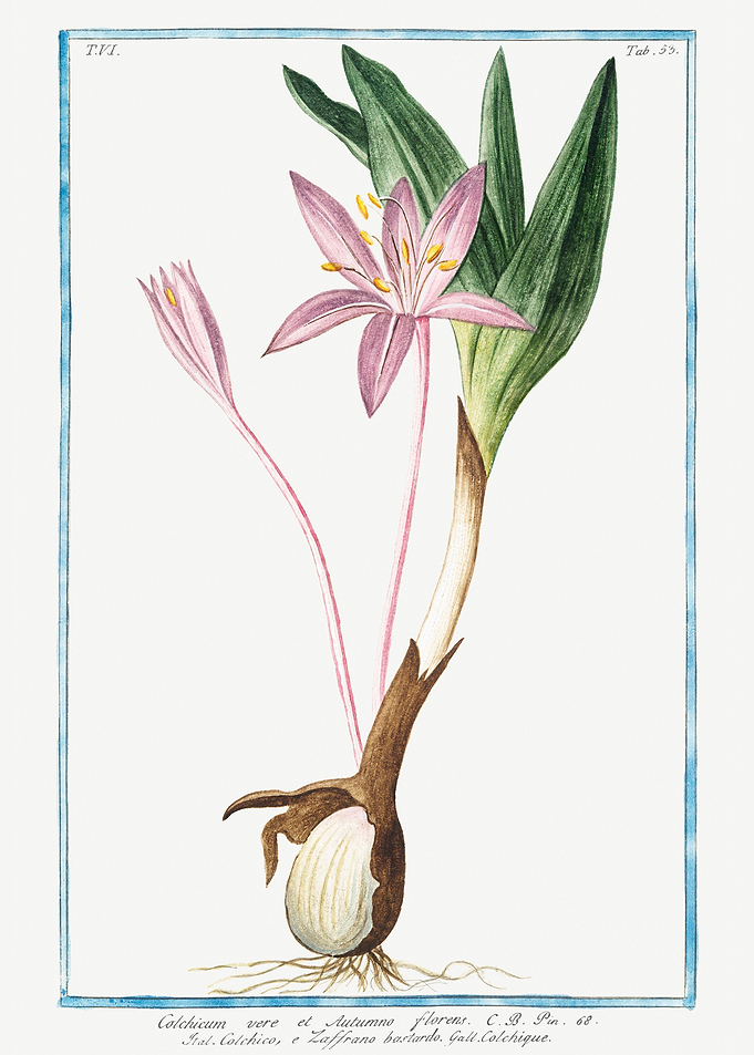 crocus