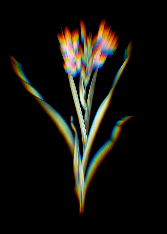 Prism Sword Lily