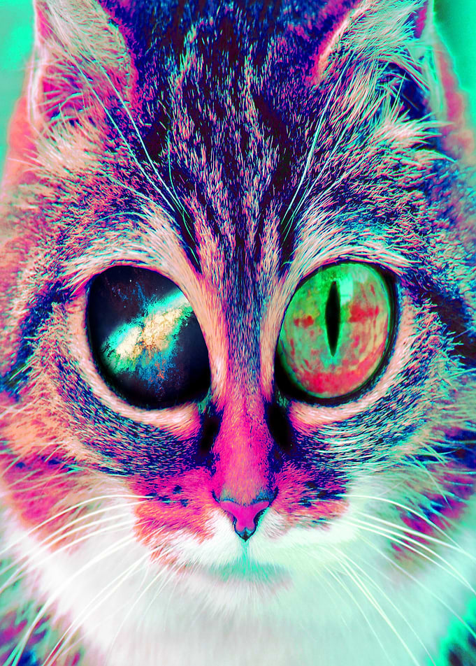 Galaxy Cat